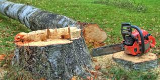 How Our Tree Care Process Works  in  Boonville, IN