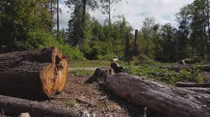 Best Tree Disease Treatment  in Boonville, IN