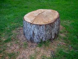 Best Tree Cabling and Bracing  in Boonville, IN