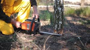 Best Tree Preservation Services  in Boonville, IN