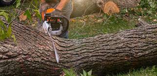 Best Emergency Tree Removal  in Boonville, IN