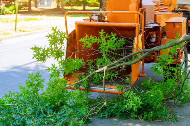 Best Tree Removal  in Boonville, IN