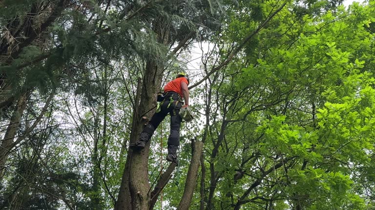 Best Tree Health Inspection  in Boonville, IN