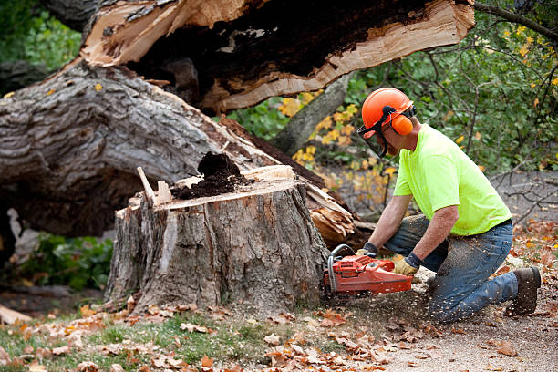 Best Root Management and Removal  in Boonville, IN