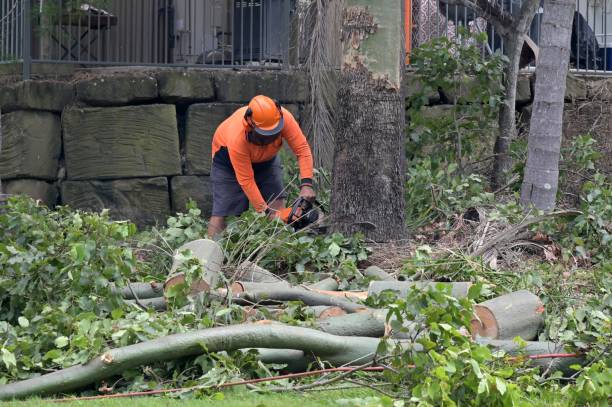 Best Tree and Shrub Care  in Boonville, IN