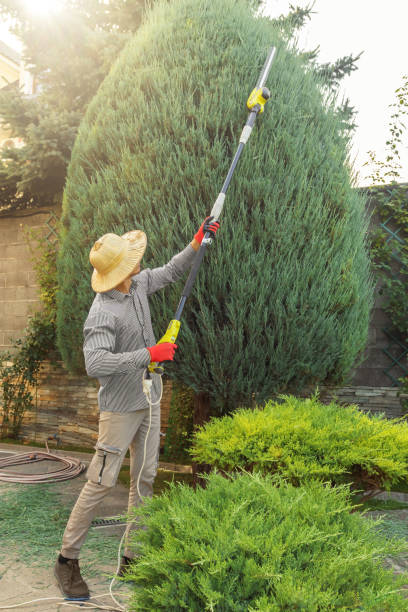 Trusted Boonville, IN Tree Services Experts