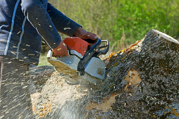 Best Lawn Watering Services  in Boonville, IN